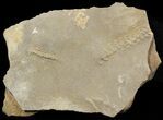 Cruziana (Fossil Trilobite Trackway) - Morocco #49195-1